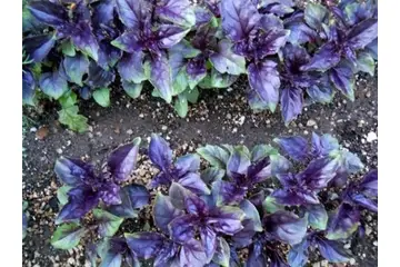 Mor Reyhan Türleri ve Özellikleri