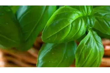 Reyhan Kullanımı ve Faydaları Nelerdir?